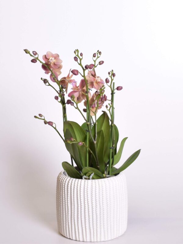 Kuuking 'Duetto' P17 4 õievart