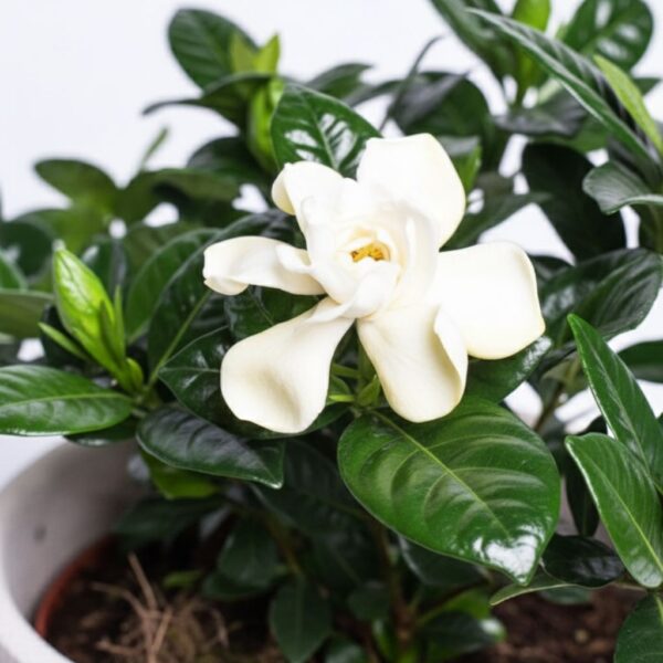 Jasmiingardeenia P13