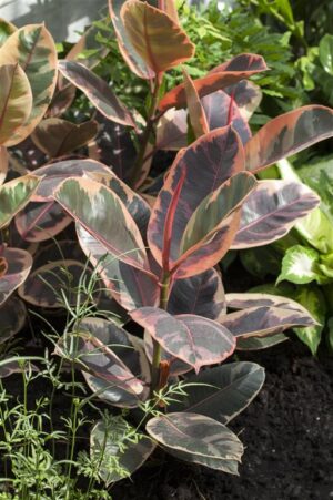 Kummi-viigipuu ‘Belize’ P12
