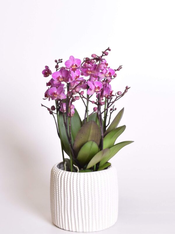 Kuuking 'Duetto' P17 4 õievart