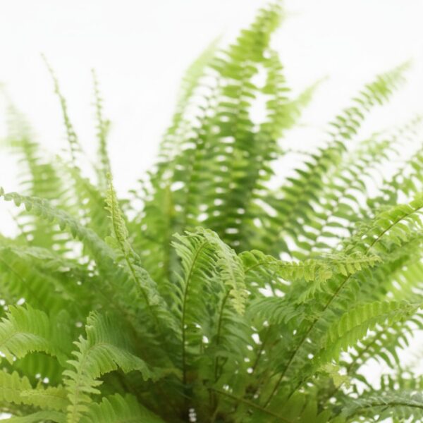 Kõrge nefroleep 'Green Lady' P14