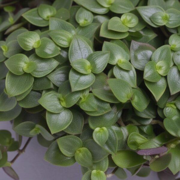 Rippkalliisia 'Turtle' P10,5