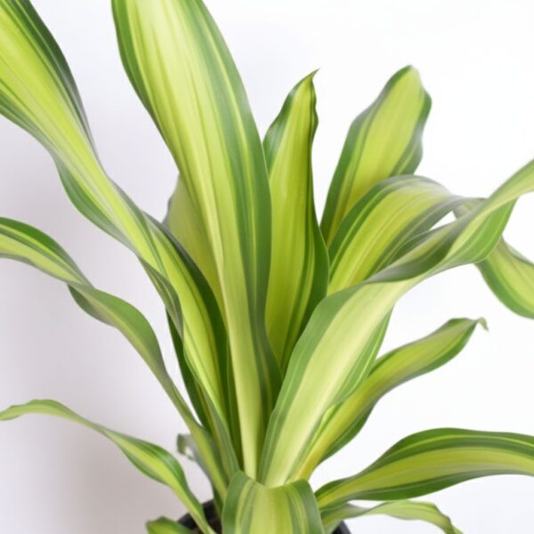 Lõhnav draakonipuu 'Burley' P17