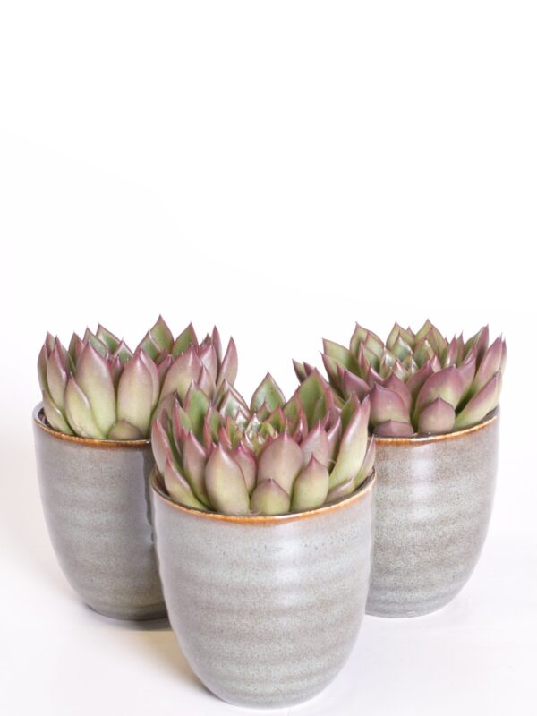 Agaavilaadne soomuslehik 'Red Tip' P8,5