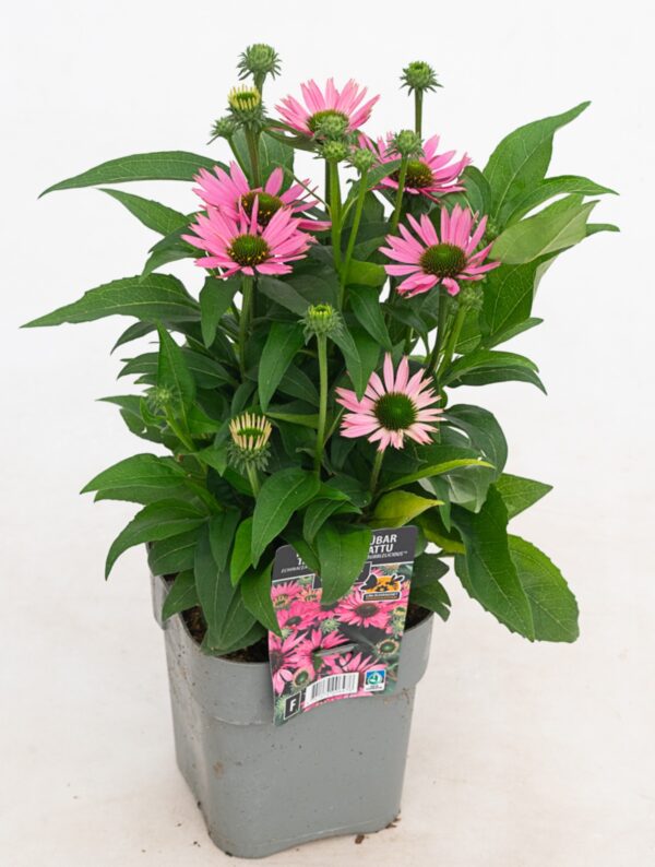 Punane siilkübar 'SunSeekers Bubblelicious' P19 Eestis kasvatatud