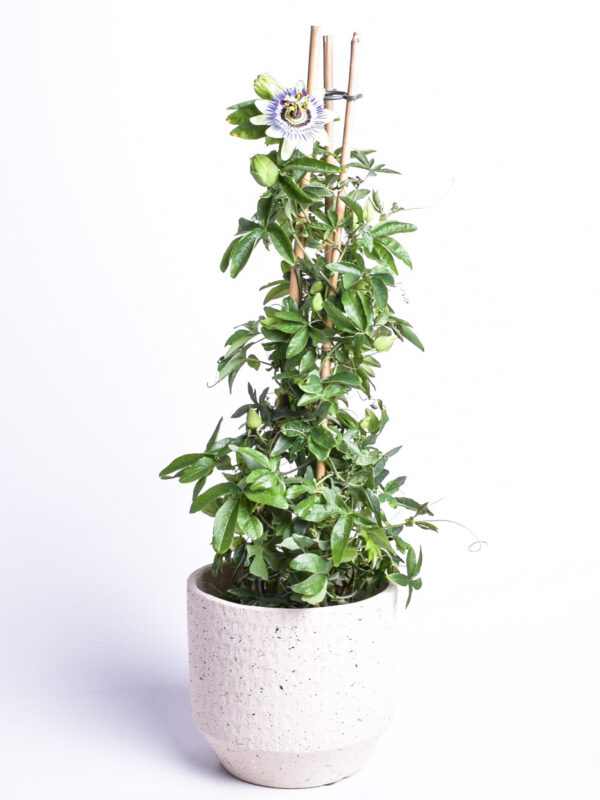 Sinine kannatuslill P17 65cm