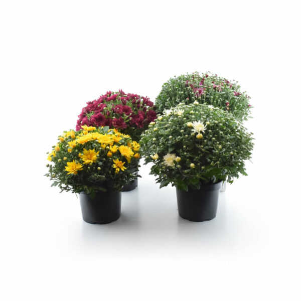 Krüsanteem P17 XL Eestis kasvatatud