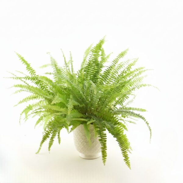 Kõrge nefroleep 'Green Lady' P14