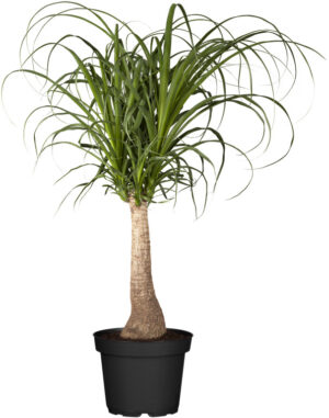 Käändnoliina (bokarna) P40 150cm