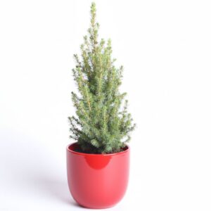 Kanada kuusk ‘Perfecta’ P13 40cm