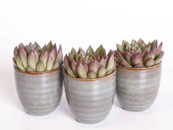 Agaavilaadne soomuslehik 'Red Tip' P8,5