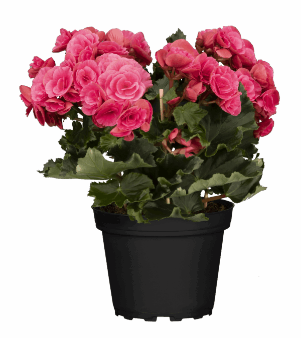 Roosbegoonia P14 erinevad