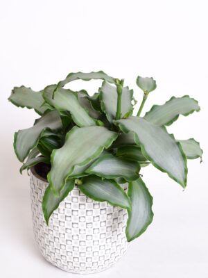 Kõluhabe ‘Bright Star’ P12