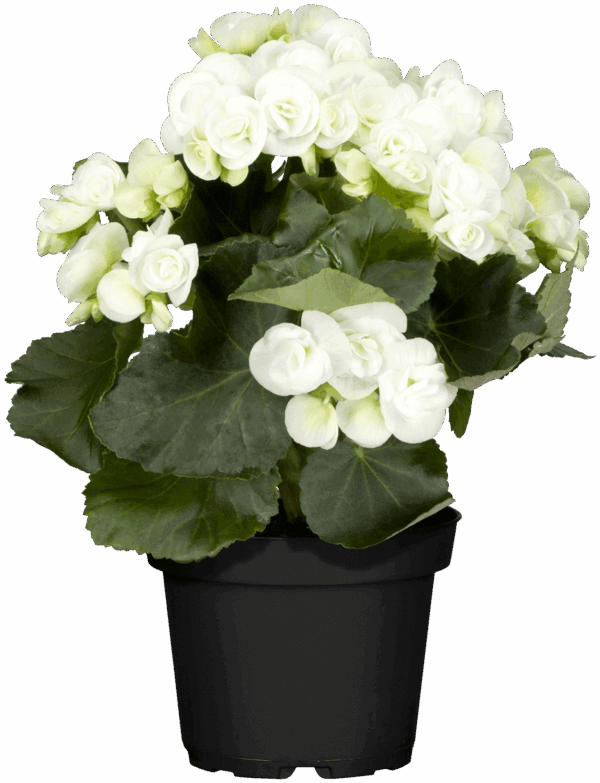 Roosbegoonia P14 erinevad