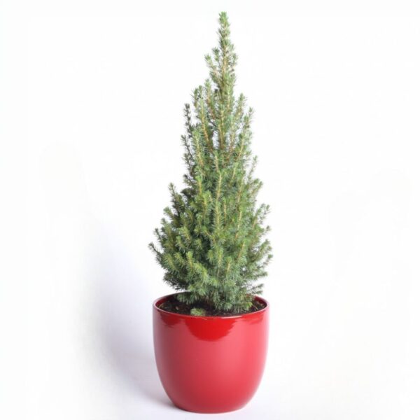 Kanada kuusk 'Perfecta' P19 60cm