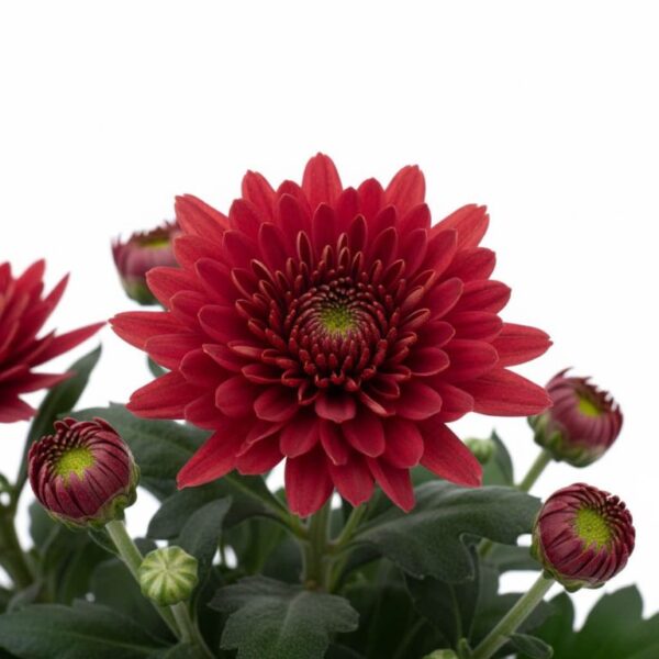 Krüsanteem P17 XL Eestis kasvatatud