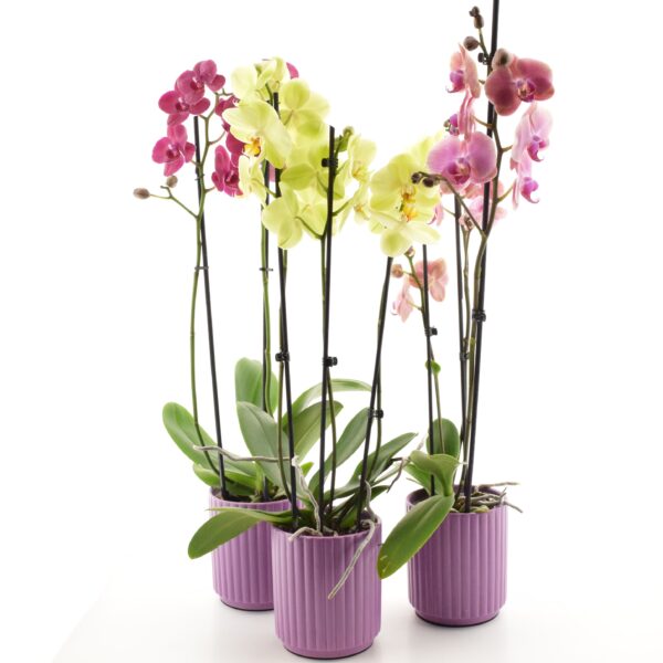 Kuuking P12 erinevad 3 õievart ümbrispotis