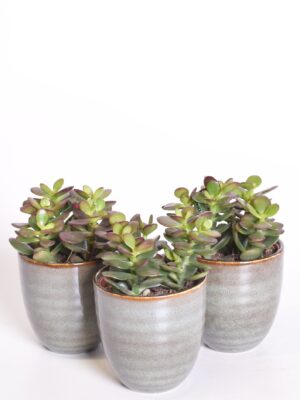 Portulak-turdleht ‘Minor’ P8,5