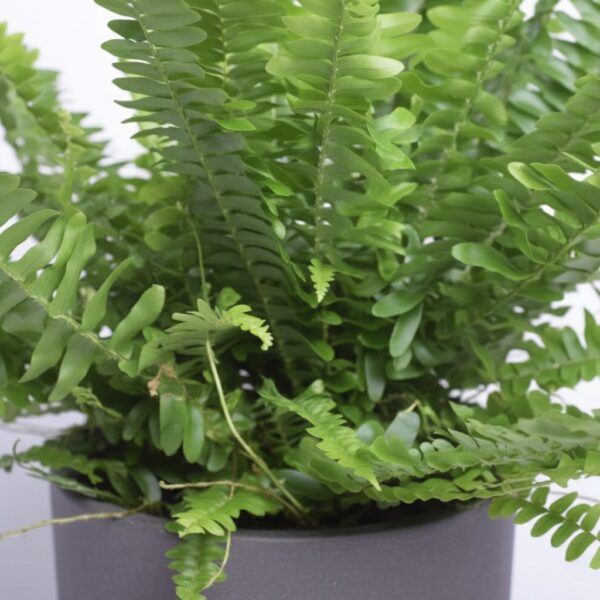 Kõrge nefroleep 'Green Lady' P9