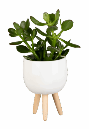 Portulak-turdleht ‘Minor’ P5,5