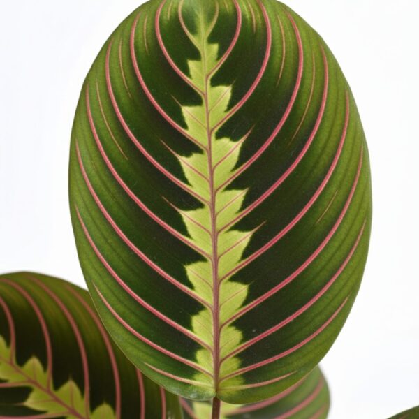 Valgeroodne maranta 'Fascinator' P12