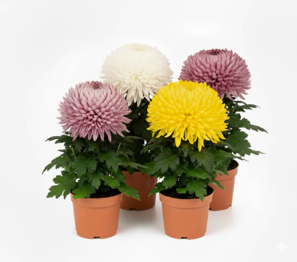 Krüsanteem P9 erinevad suure õiega