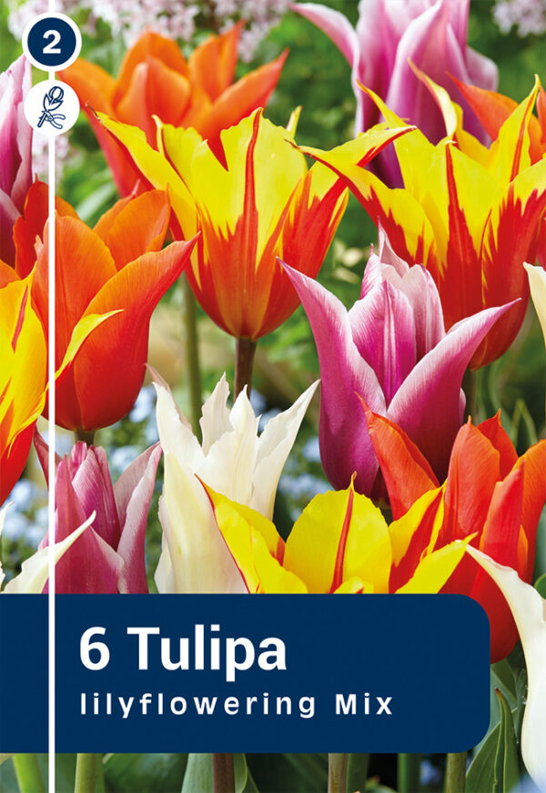 Liiliaõieliste tulpide segu 6tk