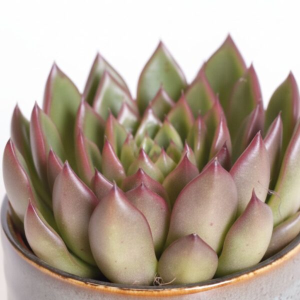 Agaavilaadne soomuslehik 'Red Tip' P8,5