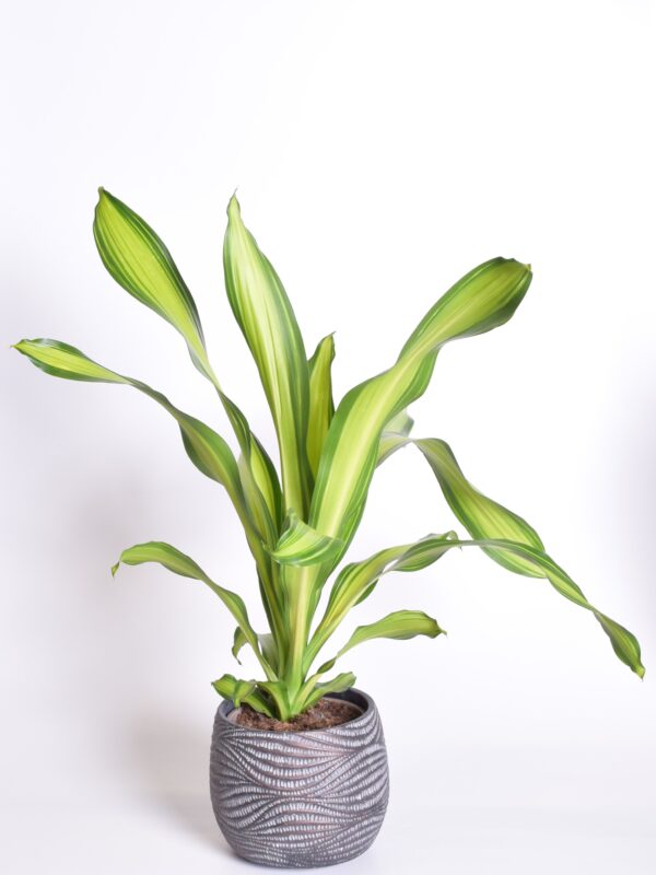 Lõhnav draakonipuu 'Burley' P17