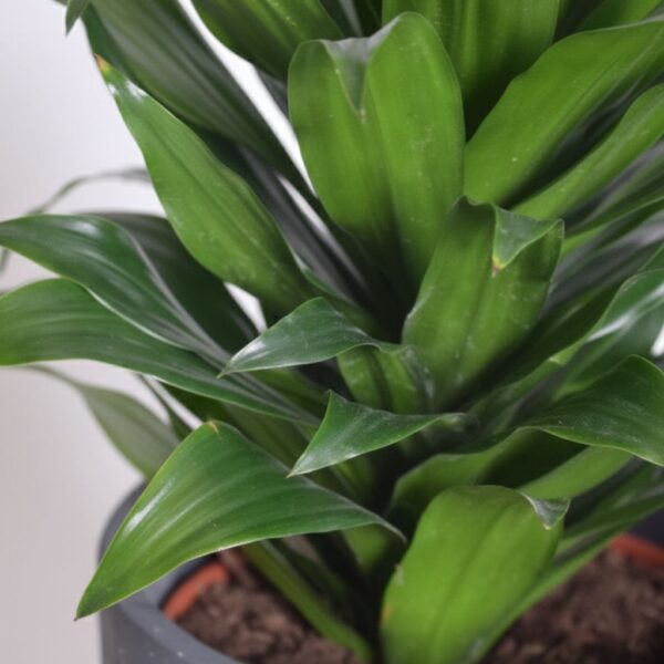 Dereema draakonipuu 'Compacta' P17