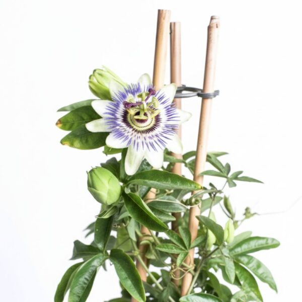 Sinine kannatuslill P17 65cm