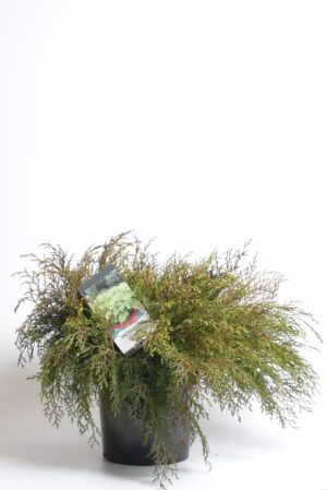 Mikrobioota P17 20-25cm