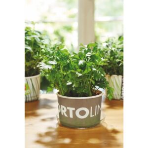 Peterselli kasvatamise komplekt