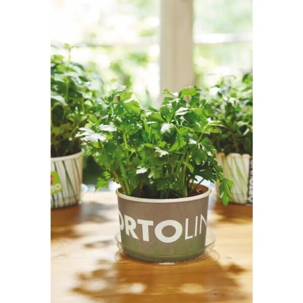 Peterselli kasvatamise komplekt