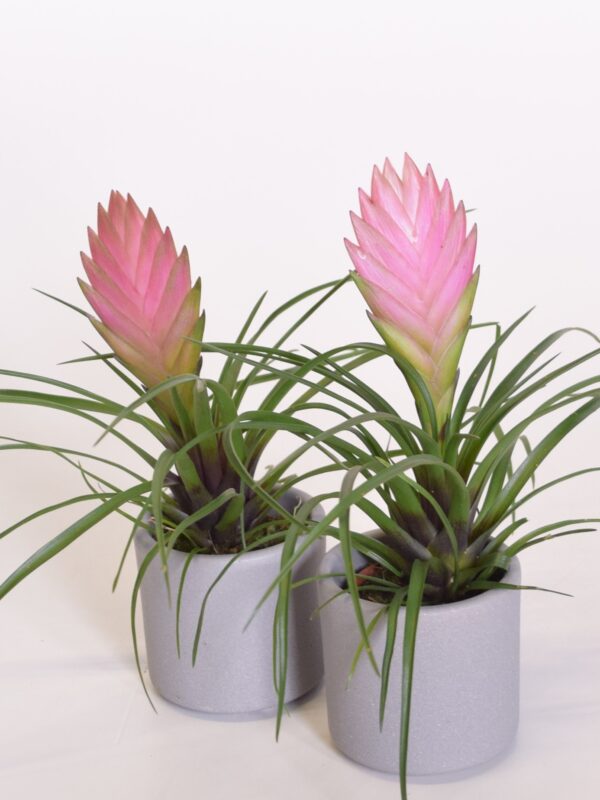 Sinine tillandsia 'Anita' P5,5 ümbrispotis