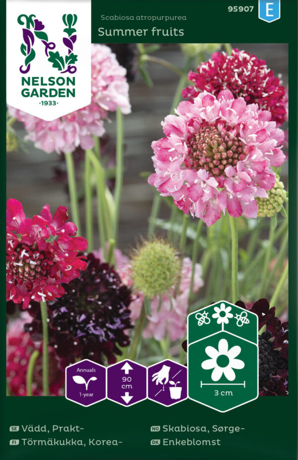 Hurmeline tähtpea 'Summer fruits' 40s