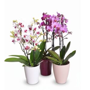 Kuuking P12 erinevad 2-3 õievart