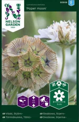 Hurmeline tähtpea ‘Paper Moon’