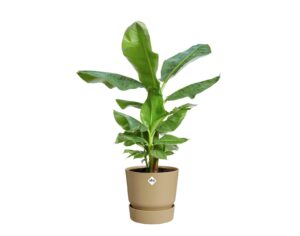 Lillepott Greenville Ø39x h37cm liivahall