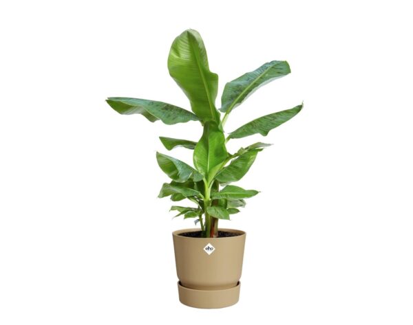 Lillepott Greenville Ø39x h37cm liivahall