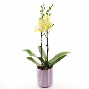 Kuuking ‘Floriclone Mirage’ P12 2 õievart