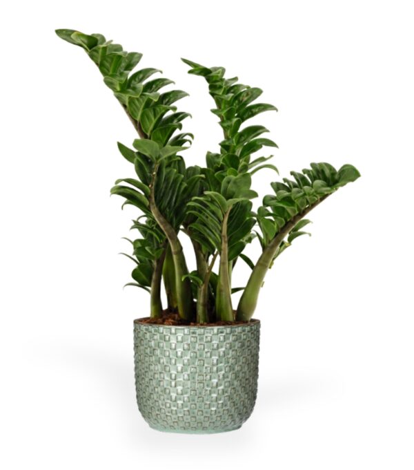 Sulgvõhk 'Zenzi' P17