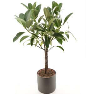 Kummi-viigipuu ‘Melany’ P21 70cm tüvel