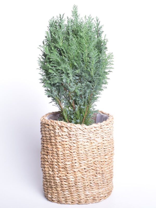 Kalifornia ebaküpress 'Ellwoodii' P17 45cm