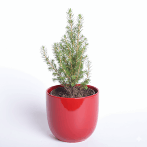 Kanada kuusk ‘Conica’ P11