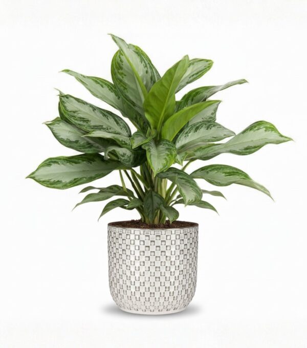 Aglaoneema 'Silver Bay' 19 50cm