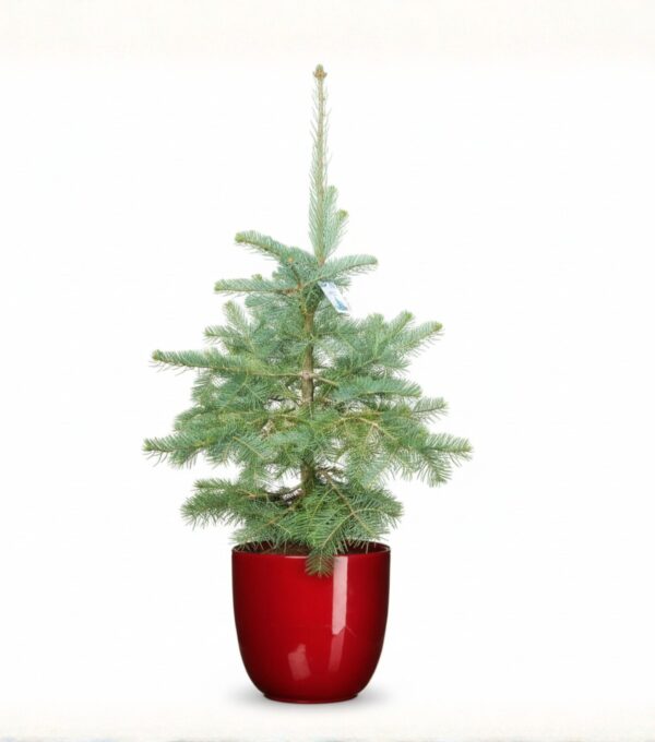 Hall nulg 140-150cm P30 Eestis kasvatatud