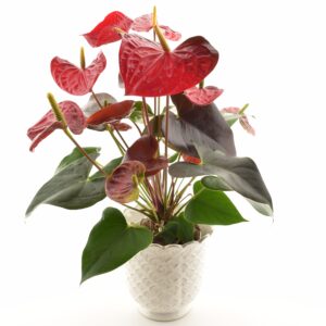 André flamingolill ‘Coral Champion’ P17