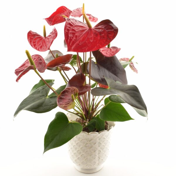 André flamingolill 'Coral Champion' P17