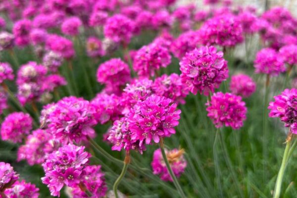 Harilik merikann 'Düsseldorfer Stolz' P12 Eestis kasvatatud